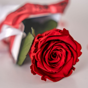 Close-up of a red rose with a red ribbon on a light background