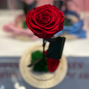 Endless Beauty (Sm.)