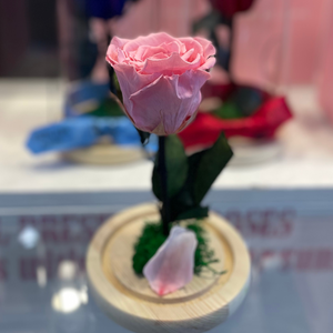 Endless Beauty (Sm.)