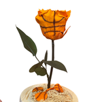 Hall of Roses: MVP Collection