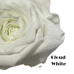 A single pink long-stemmed preserved rose enclosed in a cardpaper cone, with a pink ribbon and a small loop at the top for hanging.