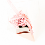 Merry & Bright Bundle