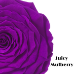 Close-up of a purple rose with 'Juicy Mulberry' text on a white background