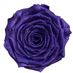 Endless Beauty (Sm.)