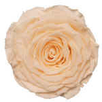 Endless Beauty (Sm.)