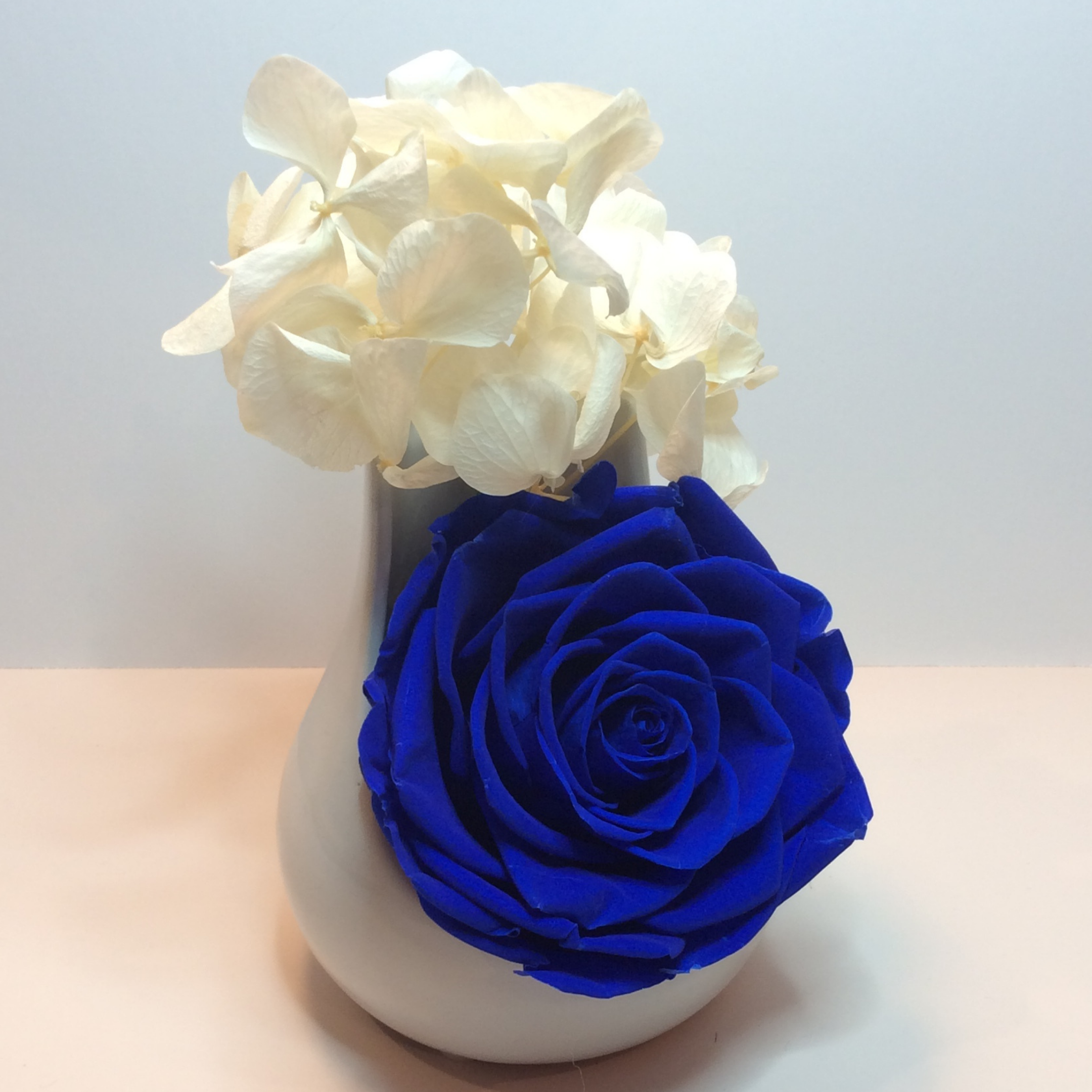 Single XXL Royal Blue Endless Rose encased in a white ceramic terrarium with White Preserved hydrangeas branches on top of the xxl rose. 